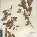 Image de <i>Quercus</i> berberidifolia × Quercus <i>engelmannii</i>