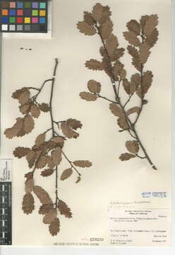 Image of <i>Quercus</i> berberidifolia × Quercus <i>engelmannii</i>