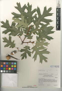 Image of California black oak