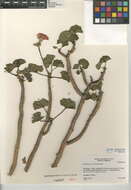 Image of Pelargonium × hortorum