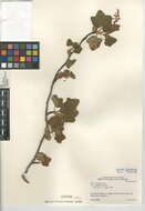 Image of chaparral currant