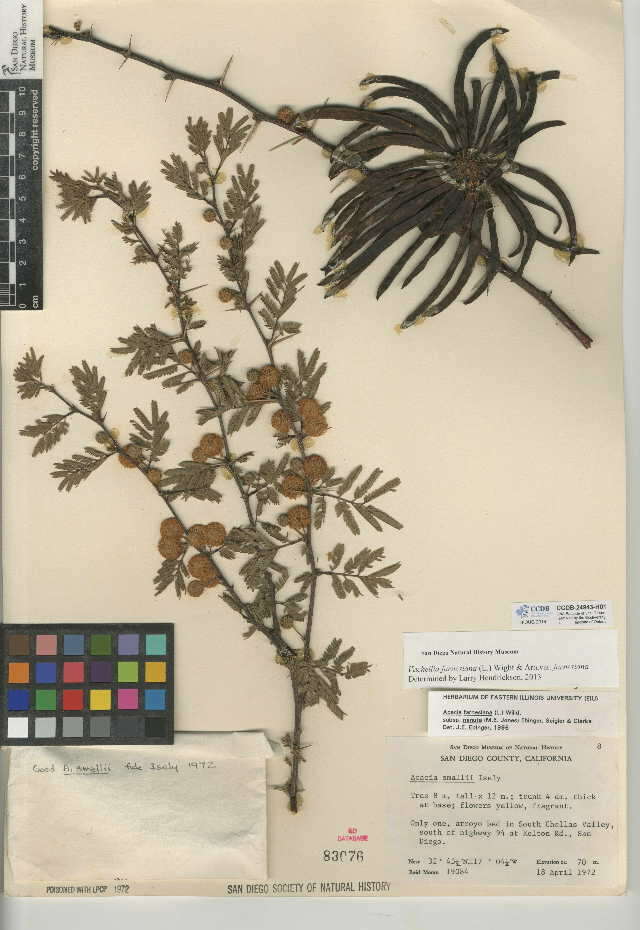 Слика од Vachellia farnesiana var. farnesiana