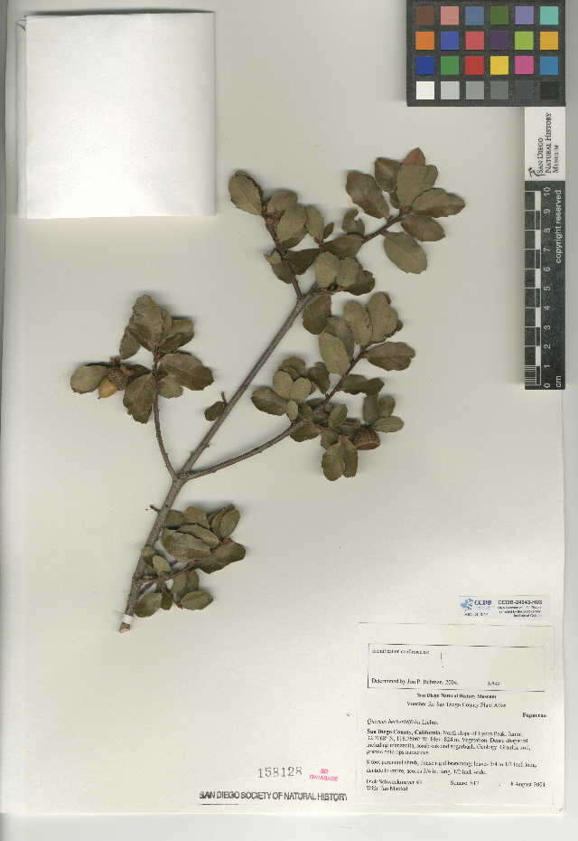 Слика од Quercus berberidifolia Liebm.