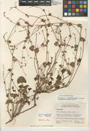 Image of gooseberry geranium