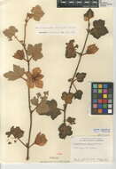 Image of Mexican flannelbush