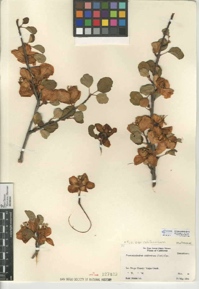 Image of Fremontodendron californicum subsp. californicum