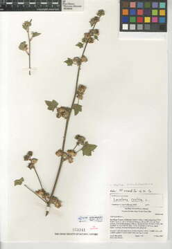 Image of Malva pseudolavatera