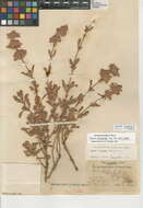 Sivun Salvia pachyphylla subsp. pachyphylla kuva
