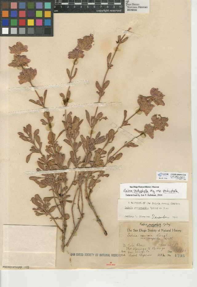 Image of Salvia pachyphylla subsp. pachyphylla