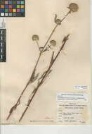 Image of Monardella hypoleuca subsp. intermedia A. C. Sanders & Elvin