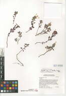 Monardella nana subsp. tenuiflora (S. Watson ex A. Gray) Abrams的圖片