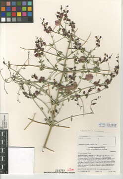 Imagem de Scutellaria mexicana (Torr.) A. J. Paton