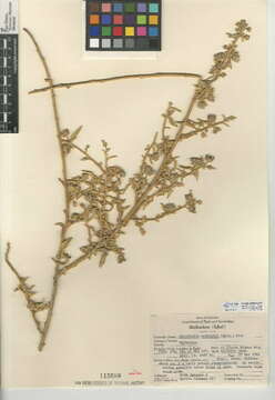 Horsfordia newberryi (S. Wats.) Gray resmi