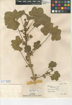 Image of bull mallow