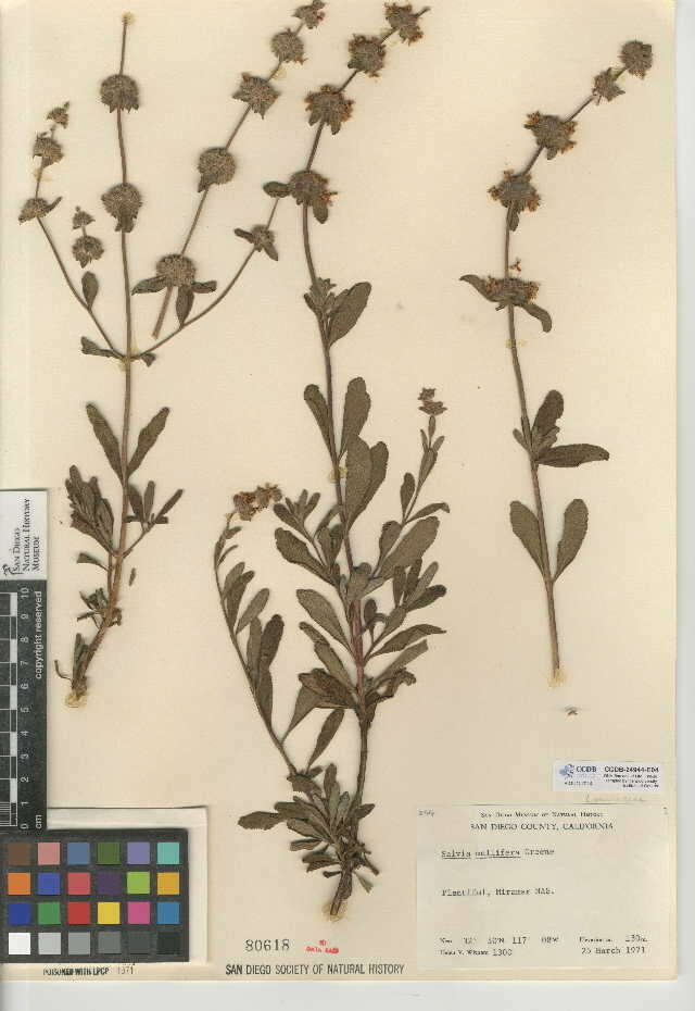 Image of black sage