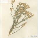 Image of Thurber sandpaper plant