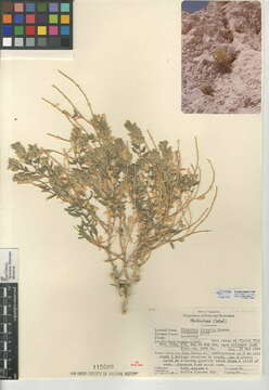 Image of narrowleaf sandpaper plant