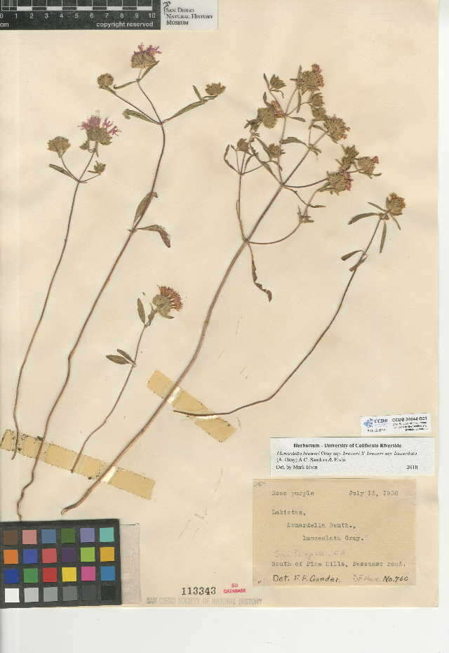Image of Monardella breweri × Monardella lanceolata