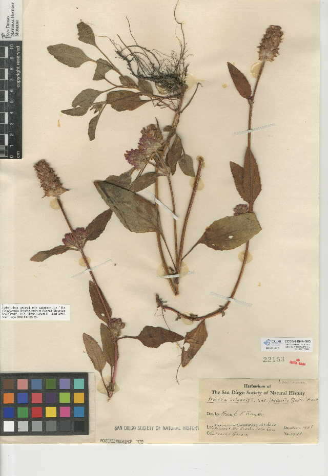 Prunella vulgaris subsp. lanceolata (W. P. C. Barton) Piper & Beattie resmi