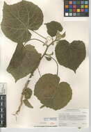 Image of Indianmallow