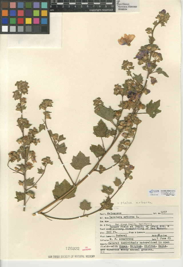 Image of tree mallow