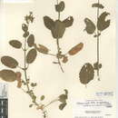 Image of Stachys rigida var. quercetorum
