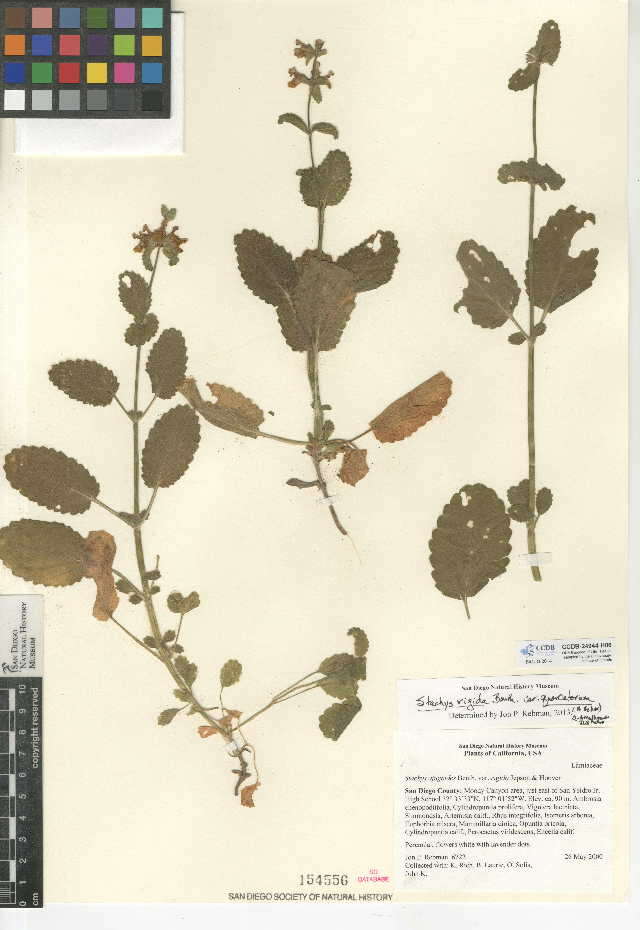Image of Stachys rigida var. quercetorum