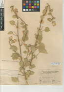 Image of Palmer's Indian mallow