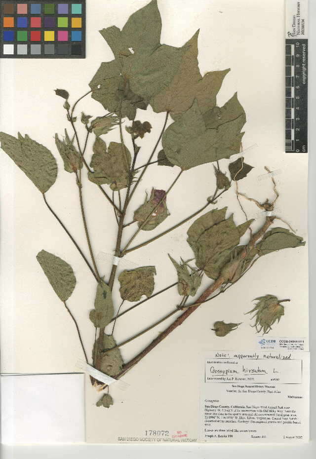 Image of upland cotton