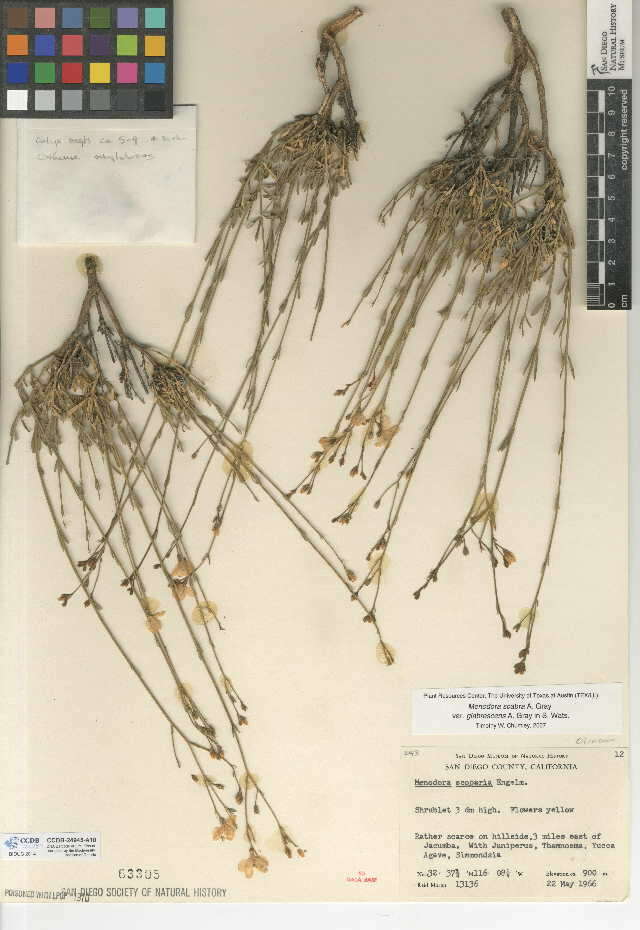 Plancia ëd Menodora scabra var. glabrescens
