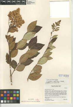 Image of California privet