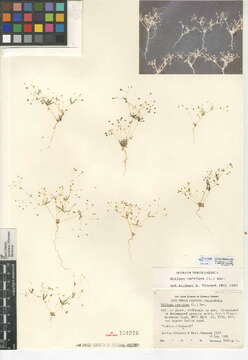 Image of Thread-Stem Carpetweed