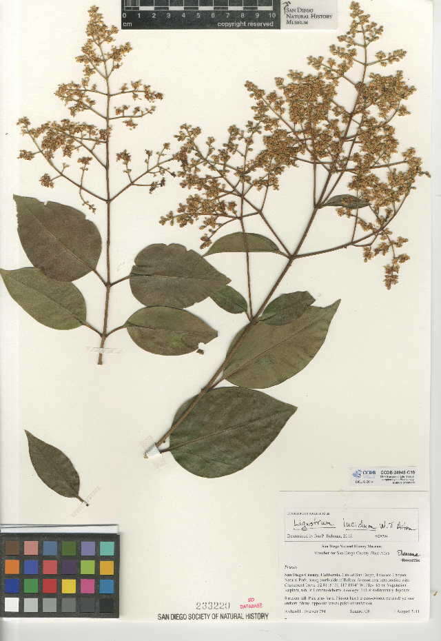 Image of glossy privet