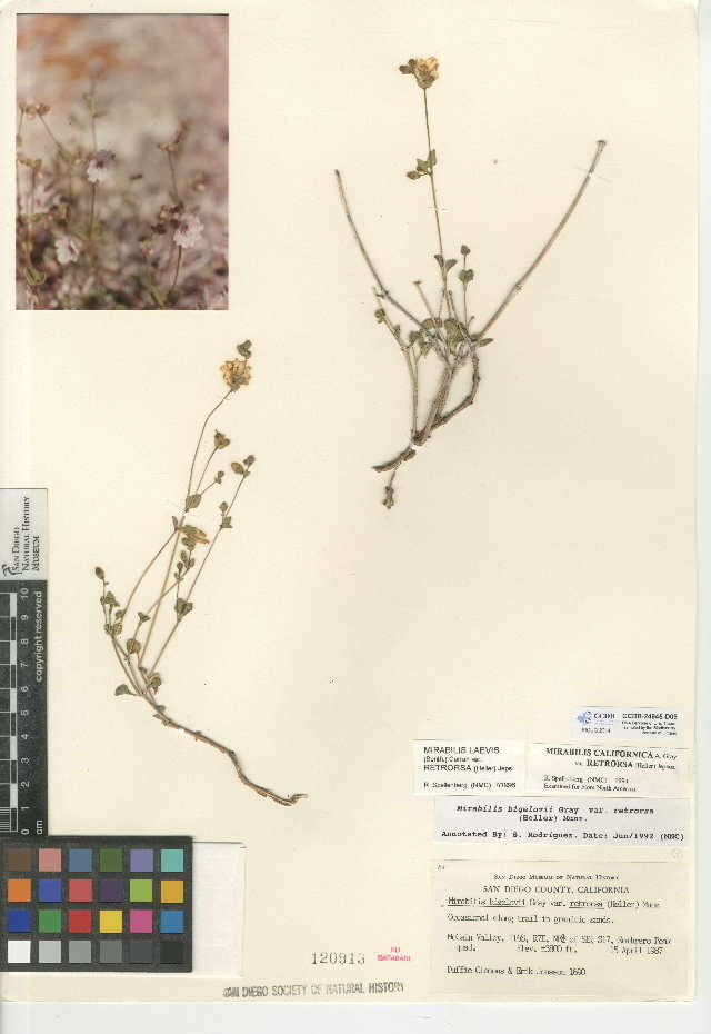 Image of wishbone-bush