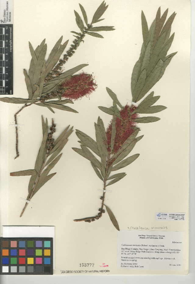 Image of Callistemon viminalis subsp. viminalis