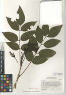 Plancia ëd Fraxinus uhdei (Wenz.) Lingelsh.