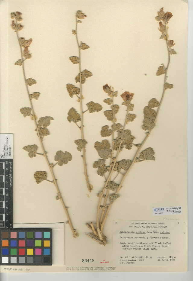 Image of Sphaeralcea ambigua var. ambigua
