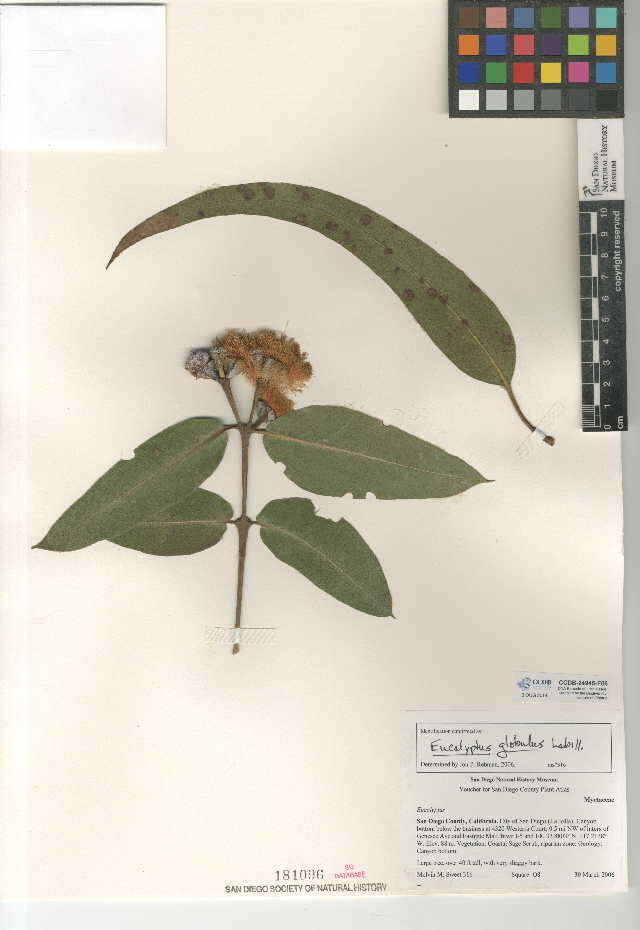 Imagem de Eucalyptus globulus Labill.