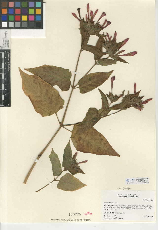 Mirabilis jalapa (rights holder: San Diego Natural History Museum. SDNHM. Year: 2015.)