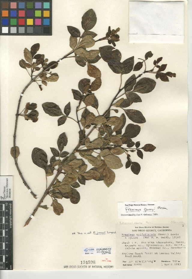 Plancia ëd Fraxinus parryi