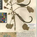 Image of Proboscidea parviflora (Woot.) Woot. & Standl.