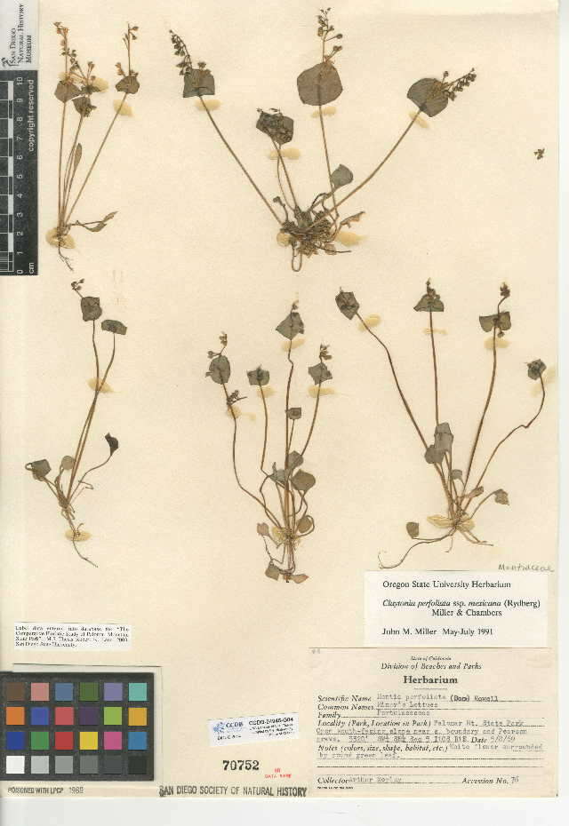 Image de Claytonia perfoliata subsp. mexicana (Rydb.) J. M. Miller & K. L. Chambers