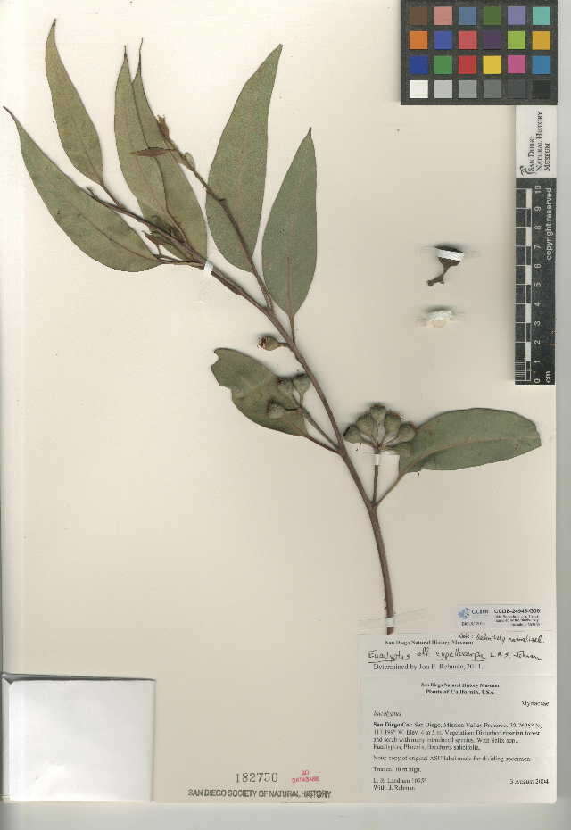 Image de Eucalyptus cypellocarpa L. A. S. Johnson