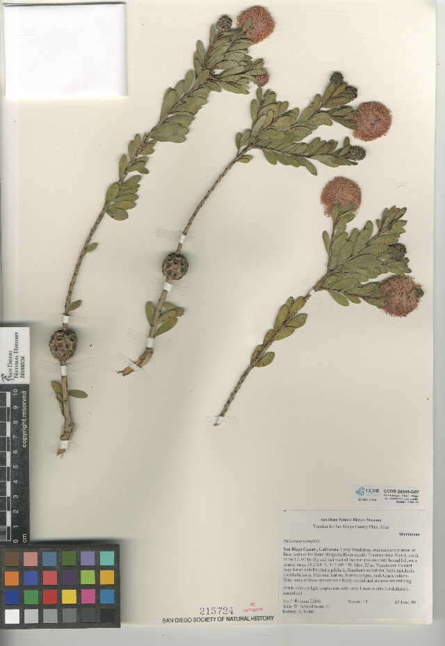 Image of Melaleuca nesophila F. Müll.
