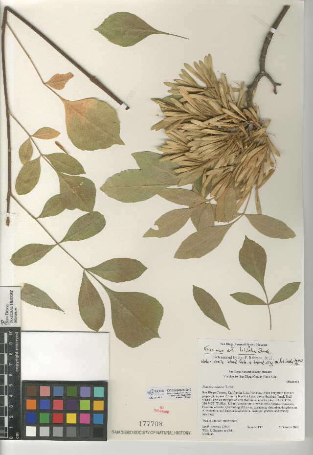 Слика од Fraxinus latifolia Benth.