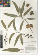 Imagem de Eucalyptus cladocalyx F. Müll.