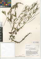 Слика од Epilobium ciliatum subsp. ciliatum