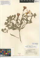 Image of Oenothera californica subsp. californica