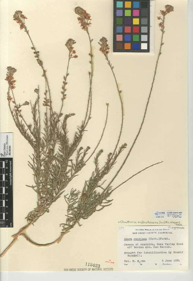 Image of Oenothera suffrutescens