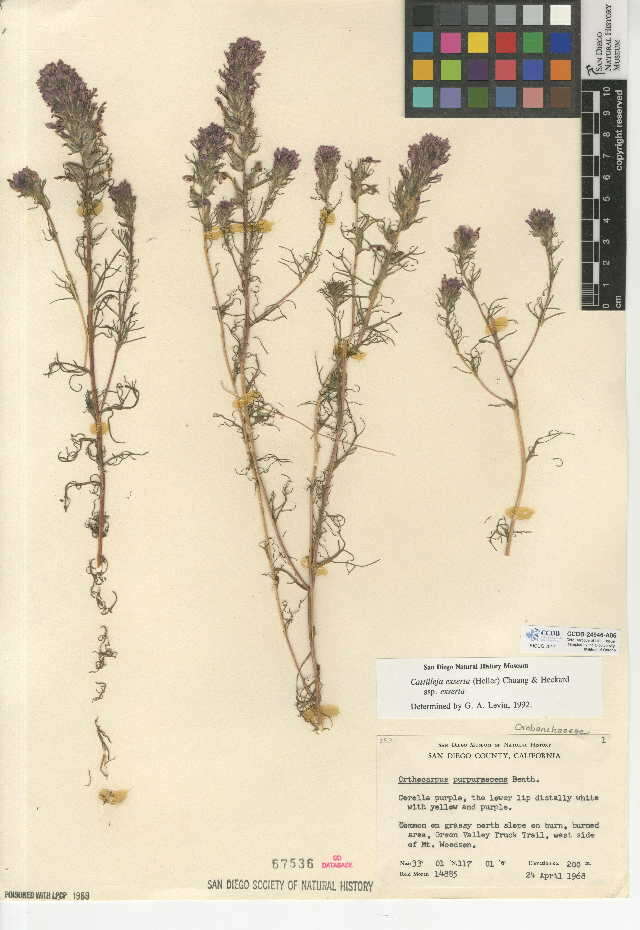 Image of <i>Castilleja <i>exserta</i></i> subsp. exserta
